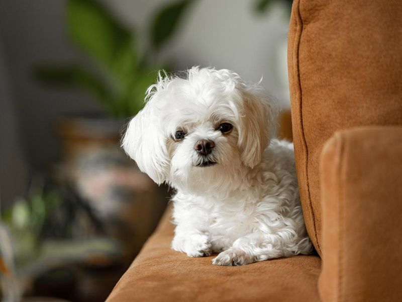 Cute Maltese puppy dog lying on an armrest of a sofa