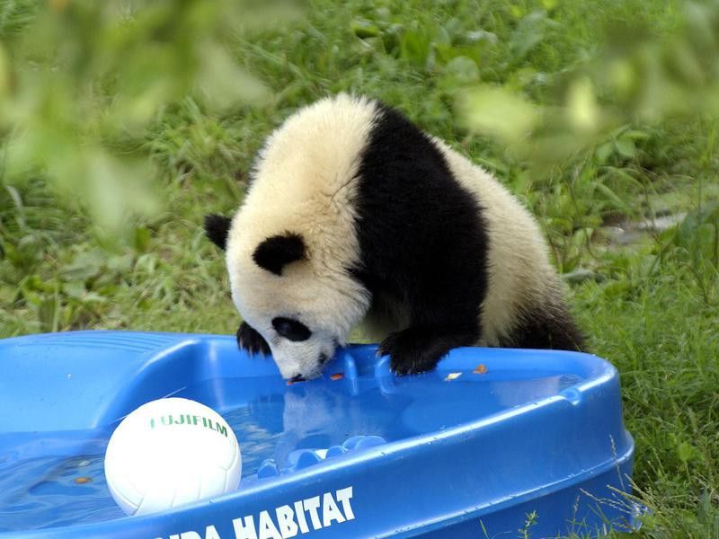Cute panda drinking water