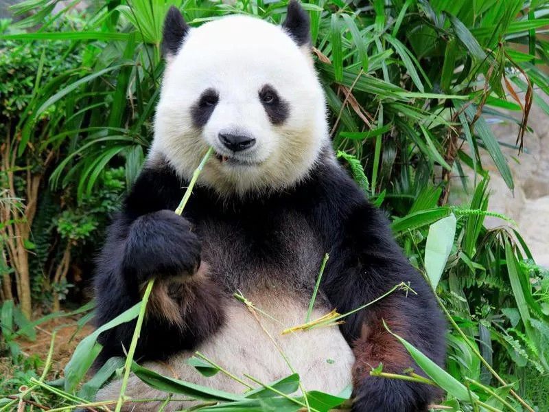 Cute panda eating bamboo