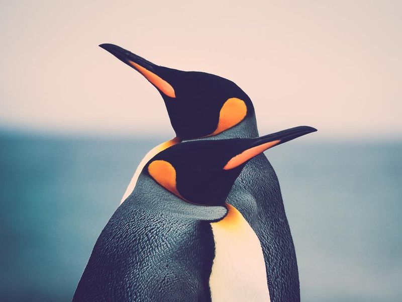 Cute penguin couple