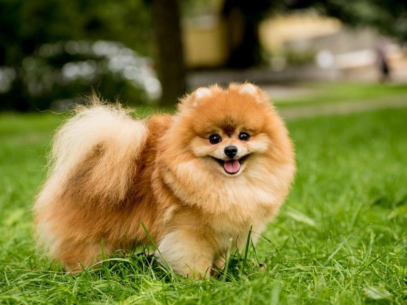 Cute Pomeranian dog at the park