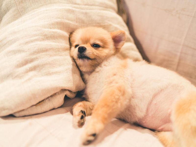 Cute pomeranian dog sleeping on pillow on bed