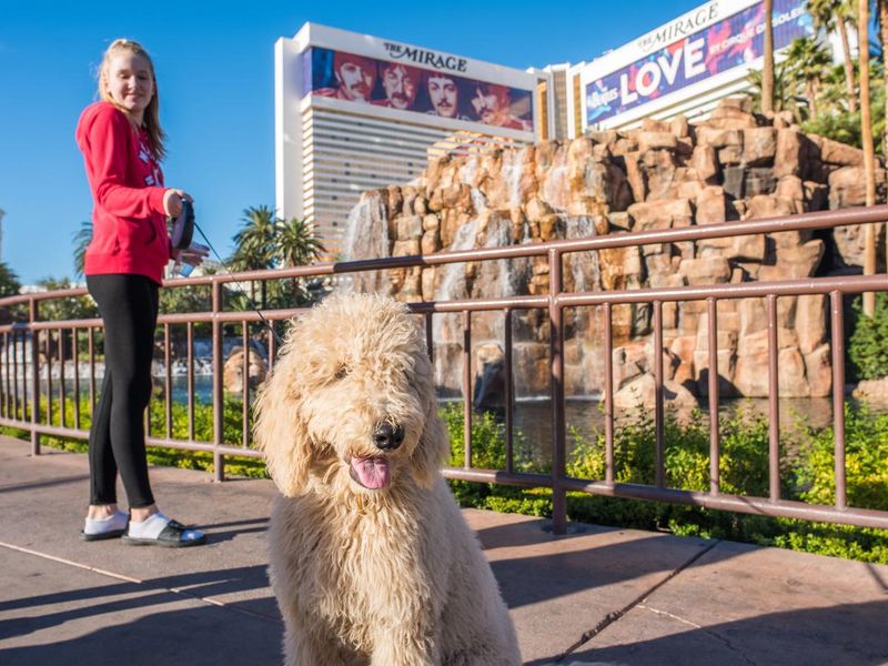 Cute poodle mix dog out for a walk in Las Vegas