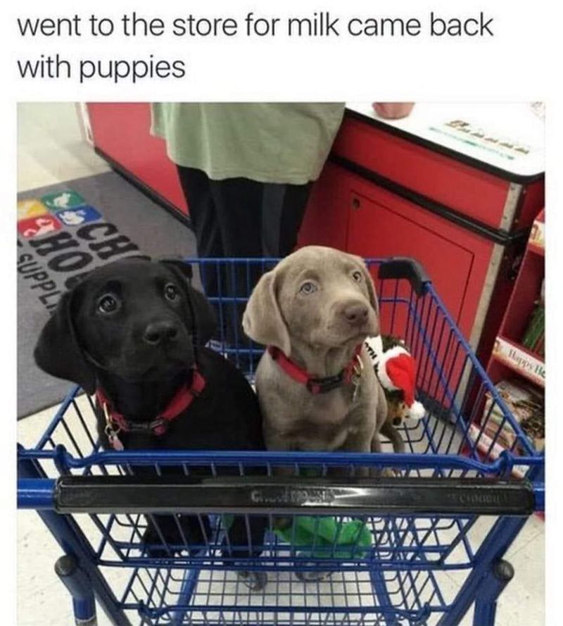 Cute puppies in a shopping cart
