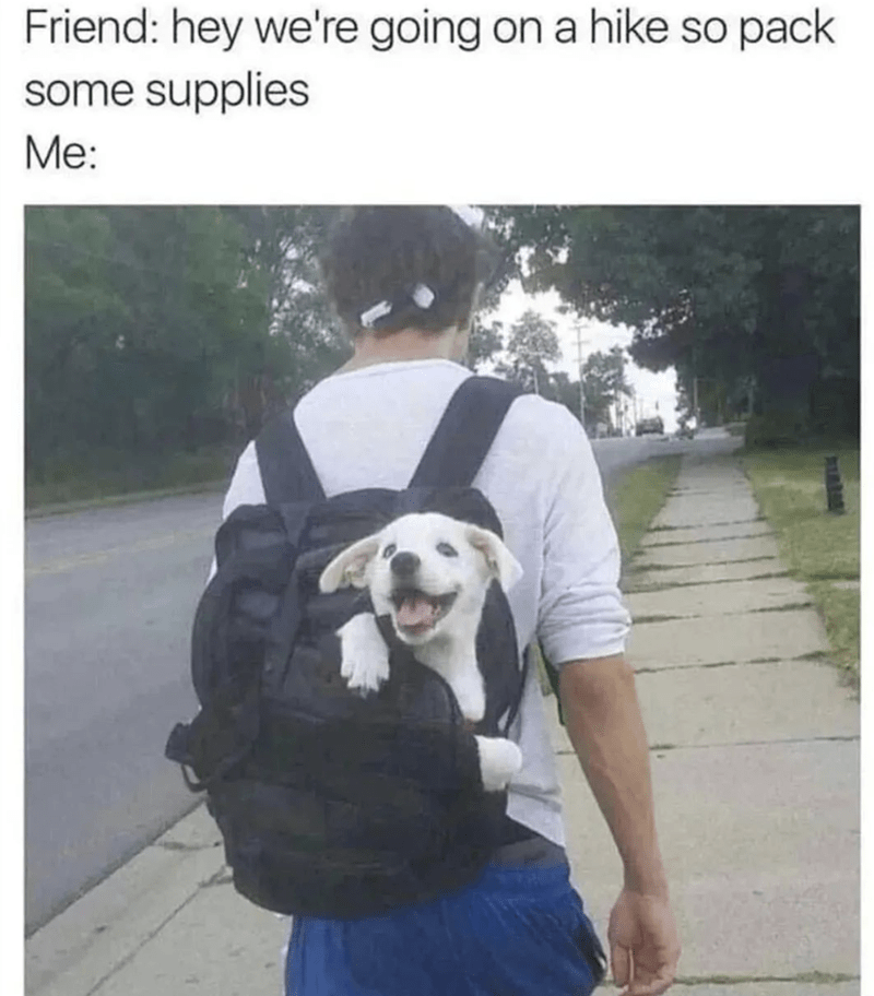 Cute puppy in a backpack