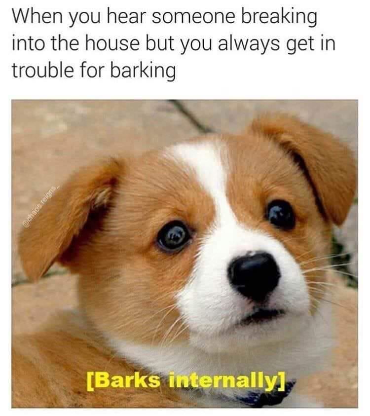 Cute puppy meme