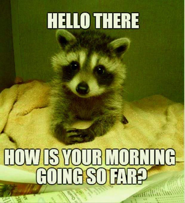 Cute raccoon meme