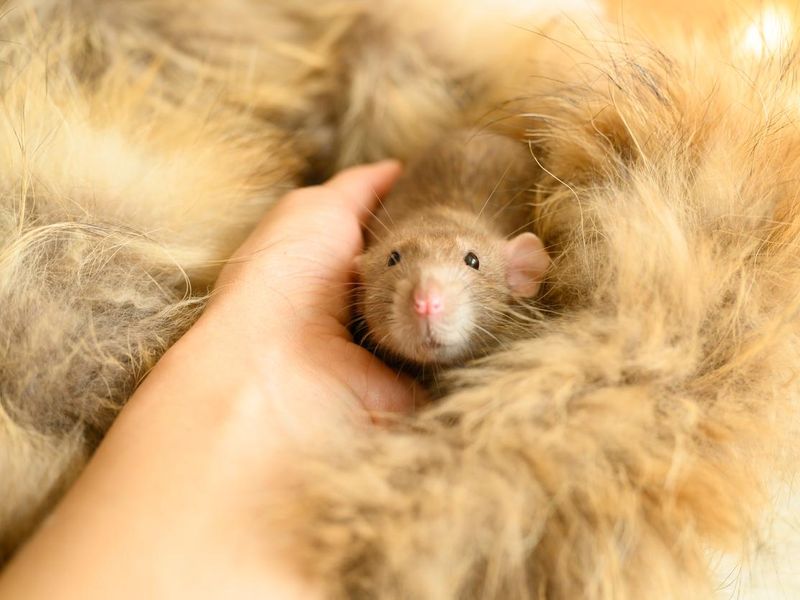 Cute rat on a fur mat