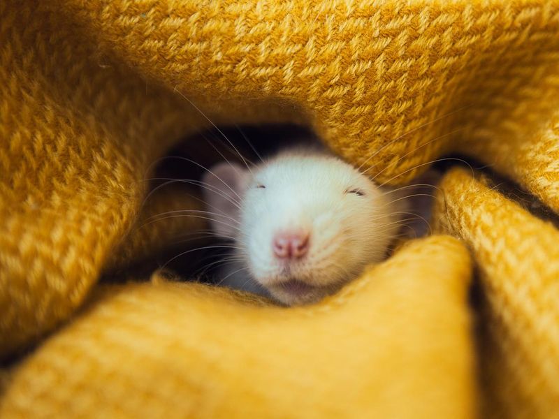 Cute rat sleeping in yellow blanket