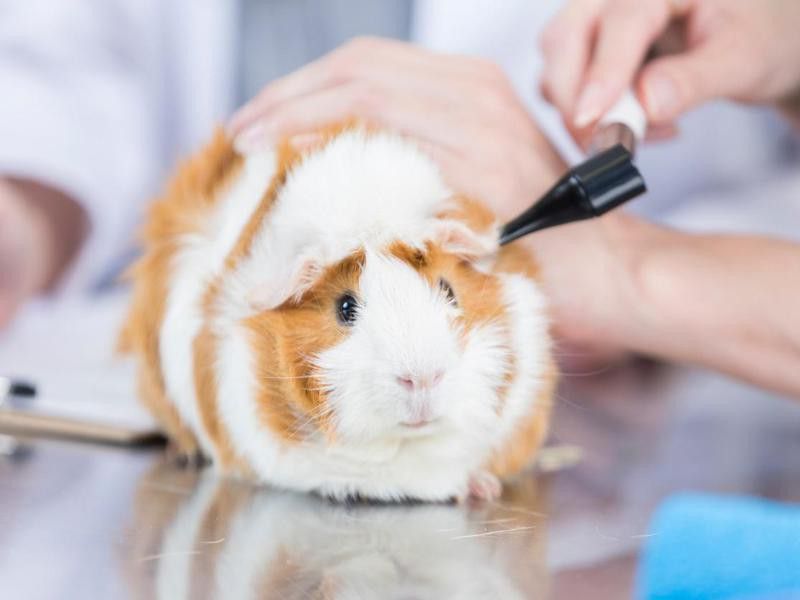 Cute red and white guinea pig receives ear check at the vet
