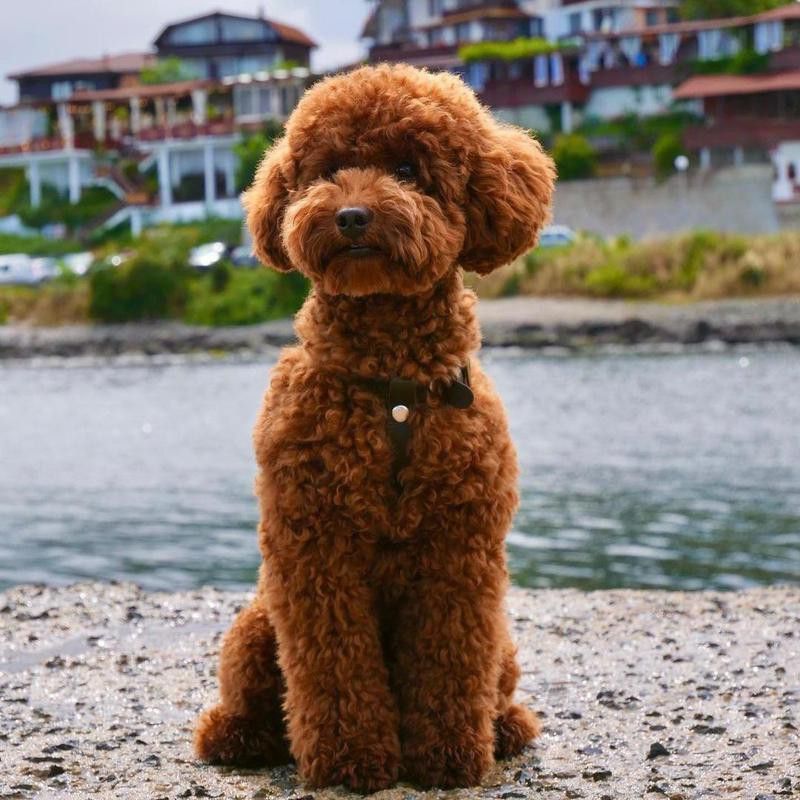 Cute red toy poodle