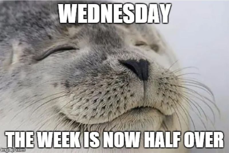 Cute seal Wednesday meme