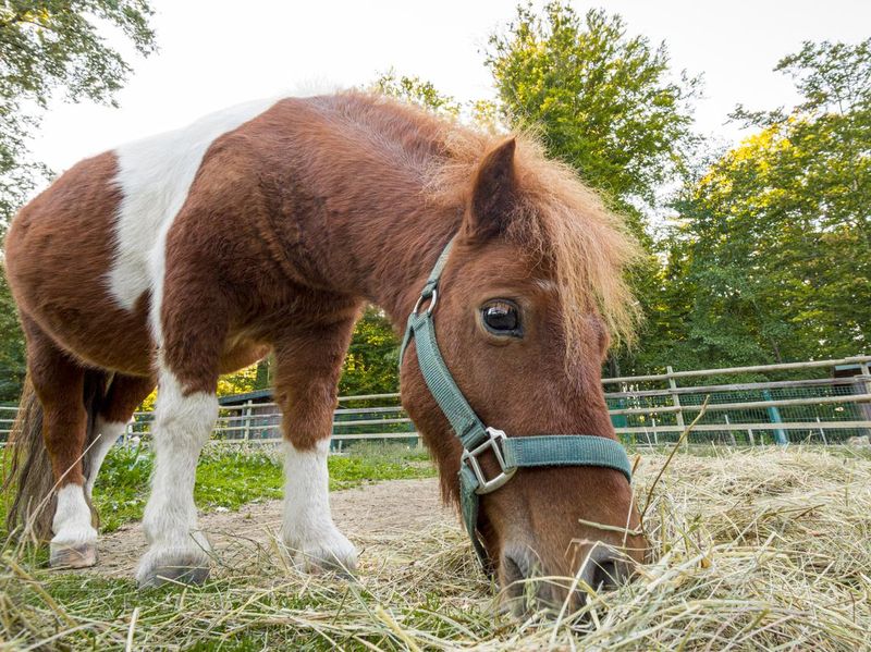Cute Shetland pony eating hay in horse paddock