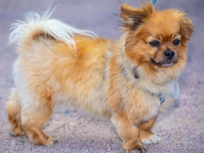 Cute small affenpinscher dog breed on a leash.