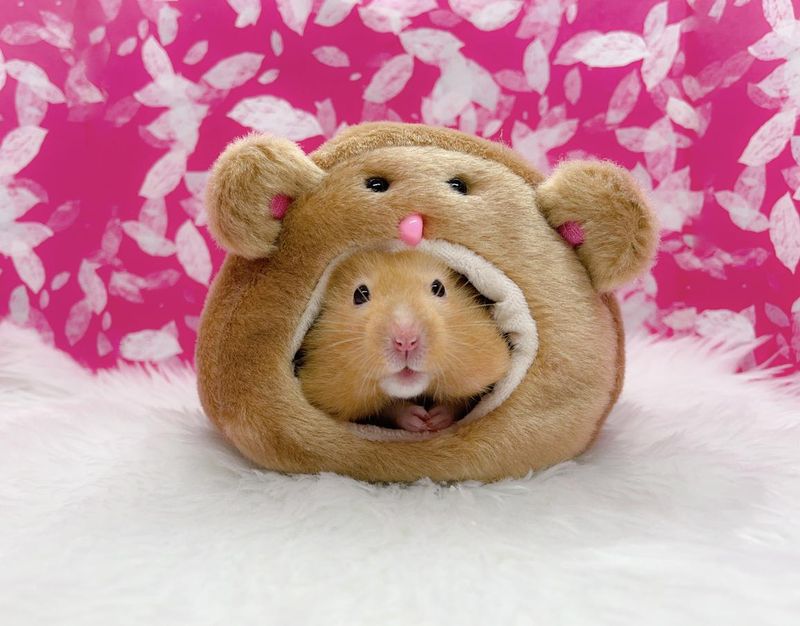 Cute Syrian Hamster in a Cozy Nest