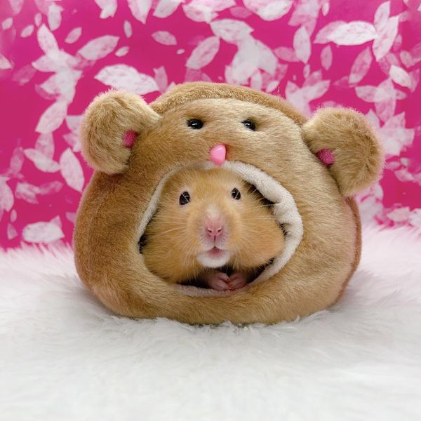15 Teddy Bear Hamsters You Shouldn’t Show Your Kids