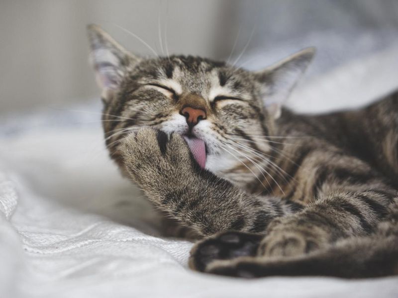 Cute tabby cat licks fur