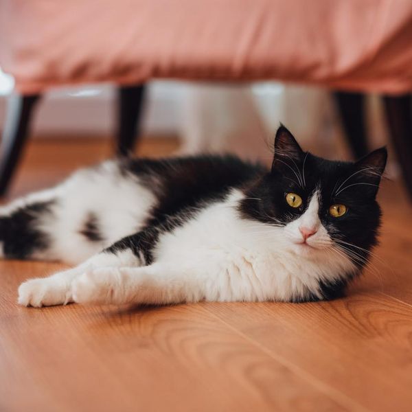 Cute Black and White Cat Lies on the Floor