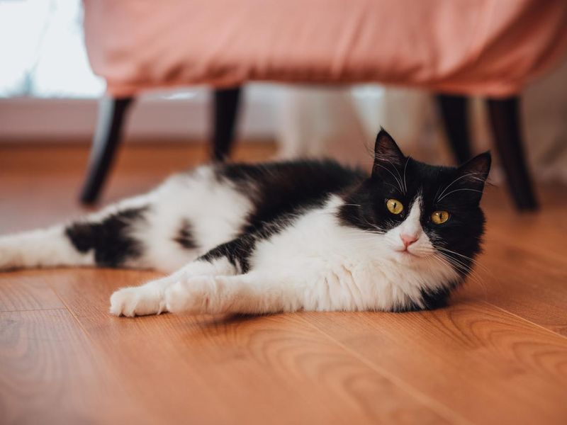 Cute Tuxedo Cat Lies on the Floor
