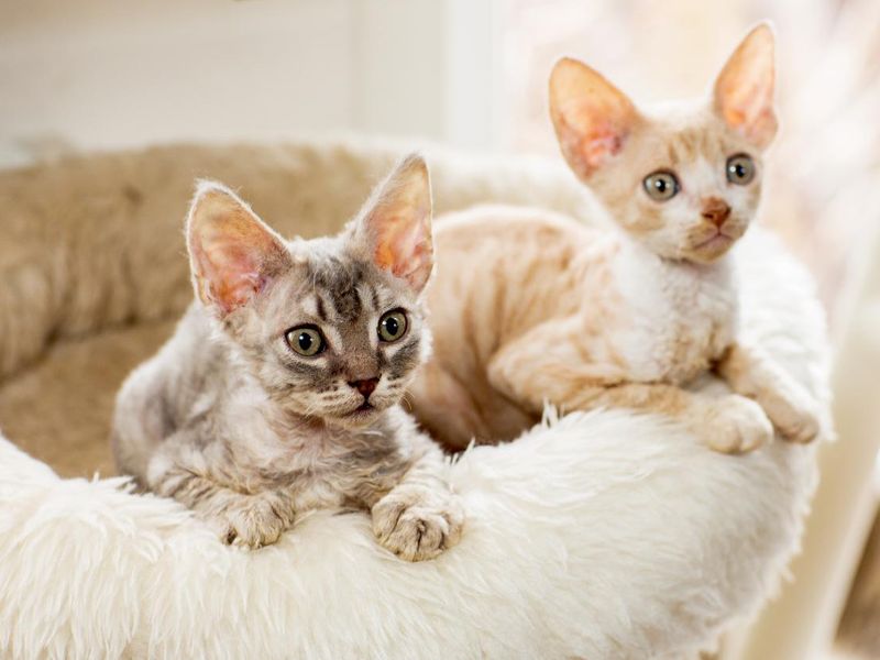 Cute two kittens Cornish Rex peering with plush basket