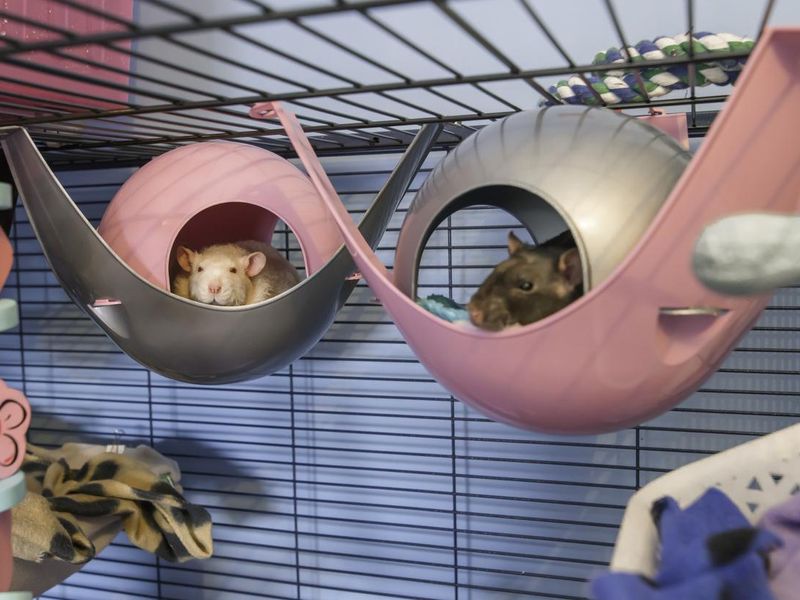 Cute white and black pet rats sleeping in beds