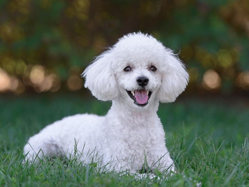 Cute white male poodle puppy