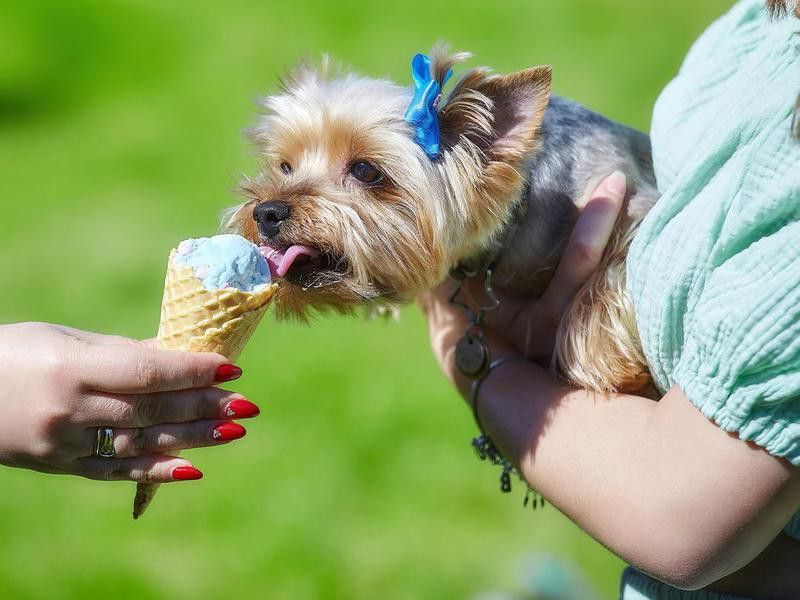 cute Yorkshire terrier licks ice cream in summer