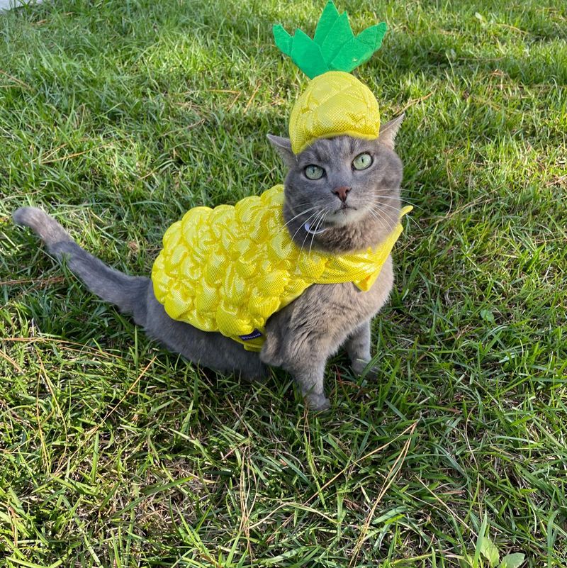 Cyeollo Halloween Pineapple Dog Costume