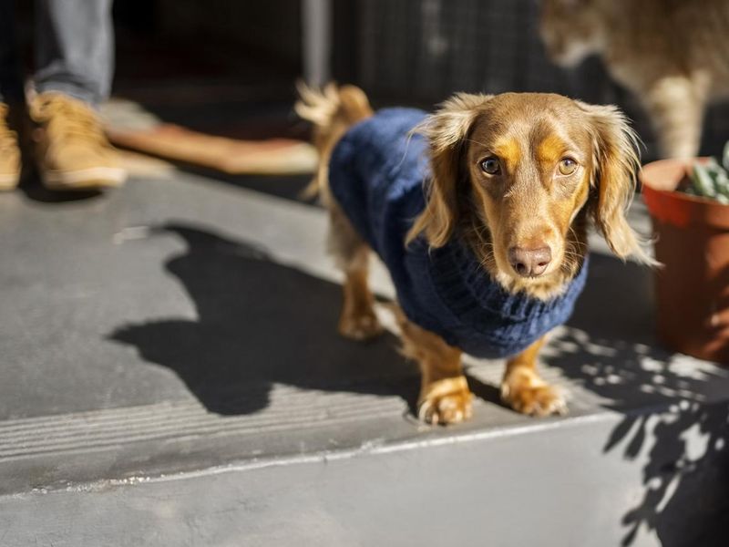 Dachshund down in black knitted jumper standing on the doorstep