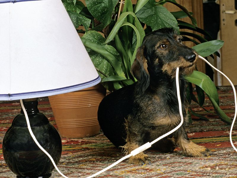 Dachshund playing with electric wire