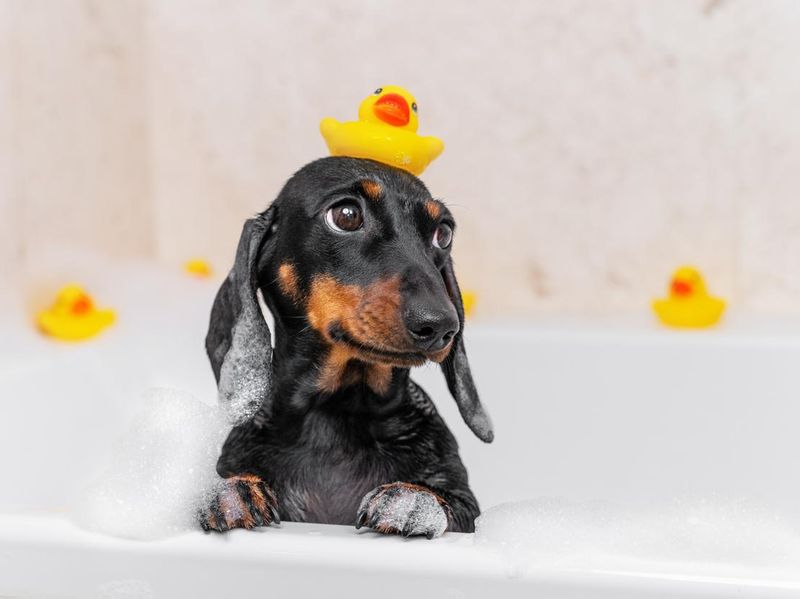 Dachshund puppy sitting in bathtub with yellow plastic duck on her head
