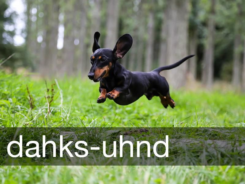 30 Commonly Mispronounced Words About Animals | Always Pets