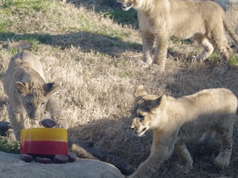 Dallas Zoo Lion Cubs