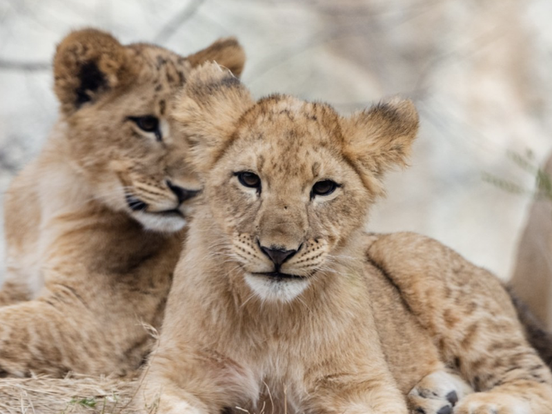 Dallas Zoo Lion Cubs