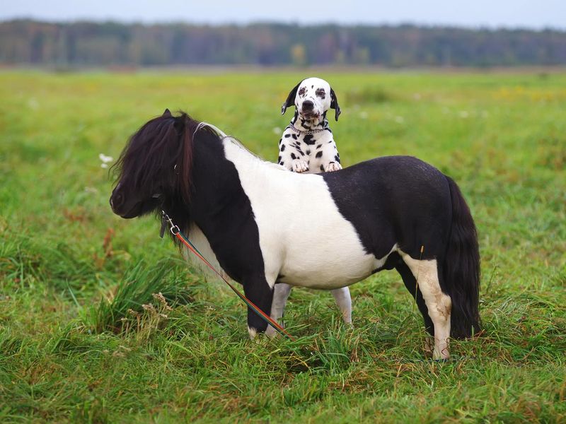 Dalmatian dog standing on hind legs near Shetland pony horse