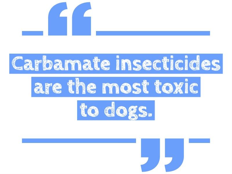 Dangerous for dogs to eat insecticides