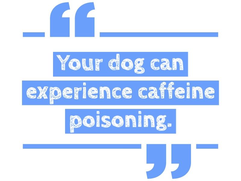 Dangerous for dogs to eat or drink coffee and caffeine