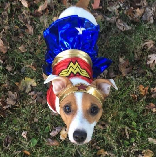 DC Comics Wonder Woman Pet Costume