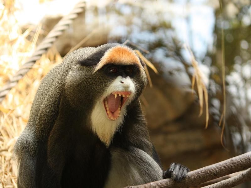De Brazza's Monkey howling