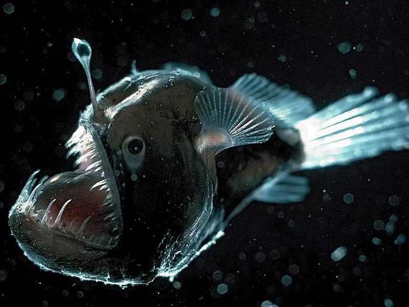 Deep sea anglerfish