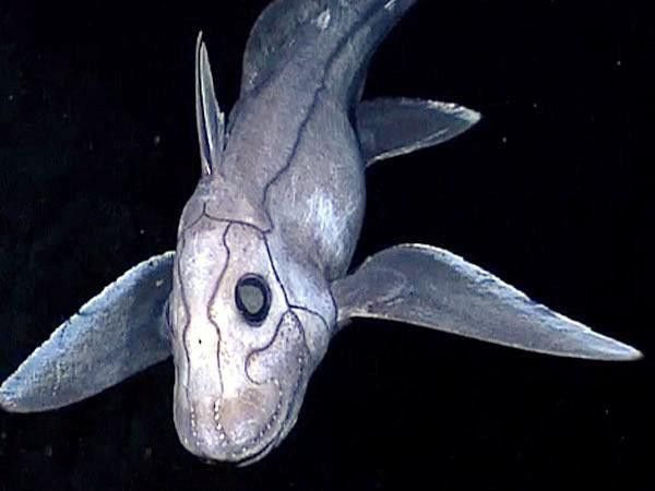 Deep-Sea Chimaera