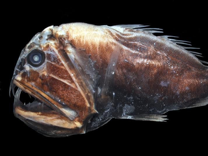 Deep Sea Fangtooth Fish