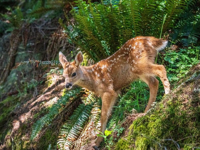 Deer and fawn in Woods