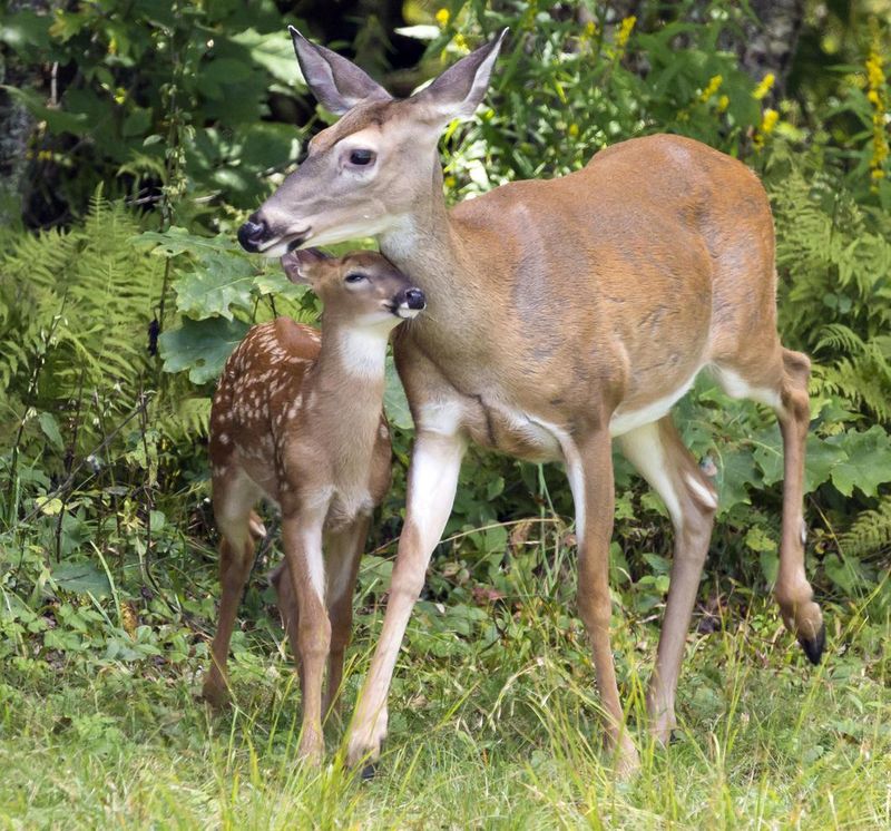 Deer fawn and mama