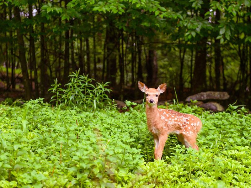 Deer fawn in the forest of the Catskill Mountains in New York State USA