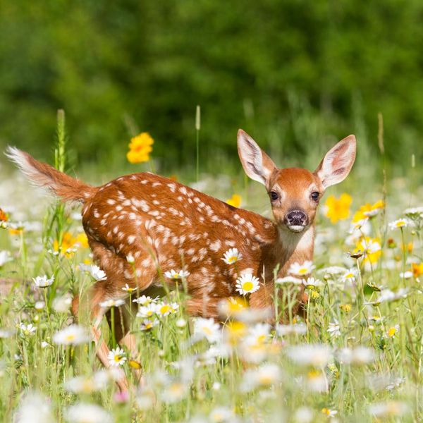These Cute Baby Deer Are Basically Forest Puppies