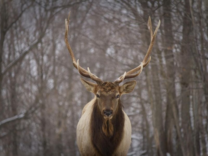 deer in winter-Canada