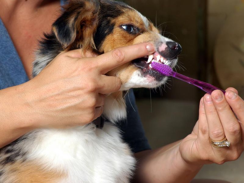 Dental Brushing Dogs Teeth