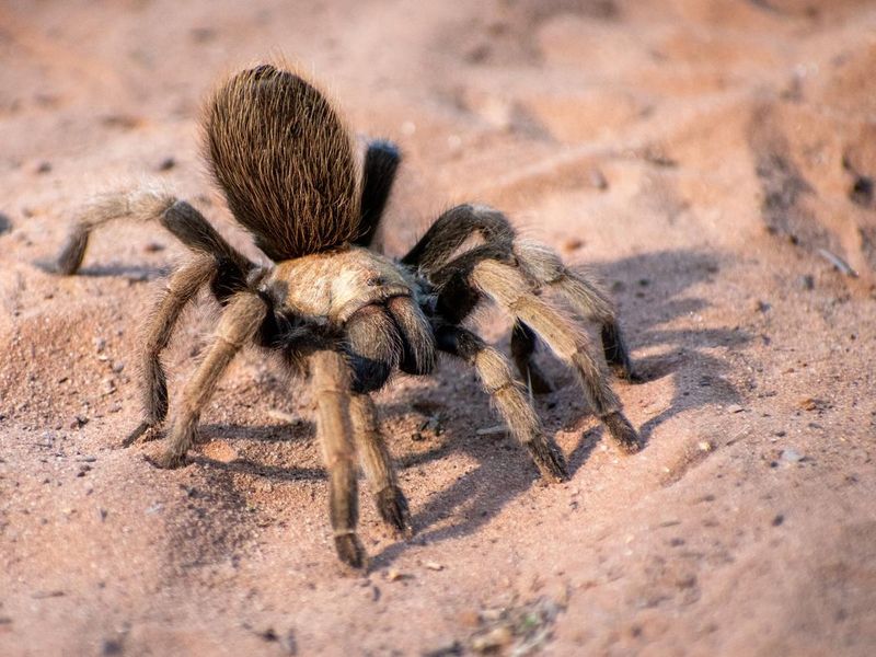 Desert tarantula