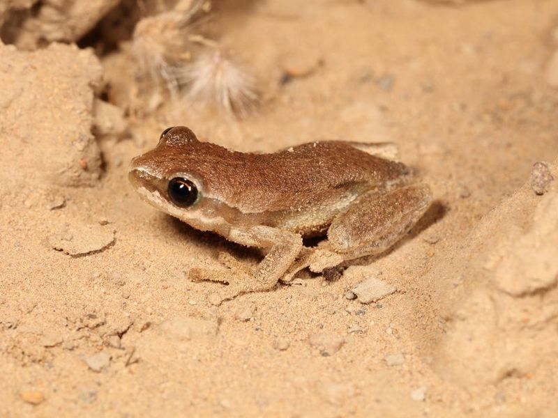 cute real frog